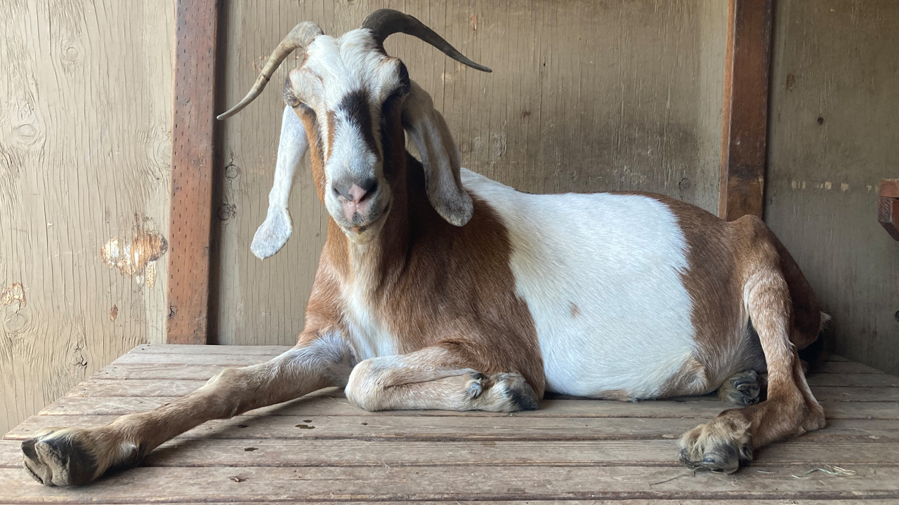 nubian goat sitting on a bench